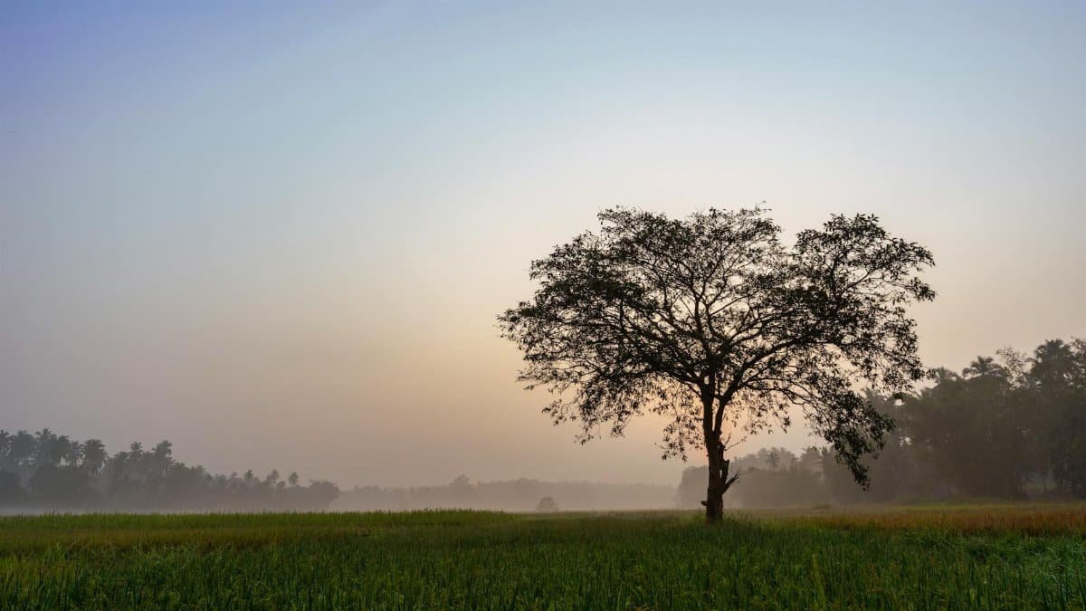 A lone tree stands in a misty field at sunrise, creating a peaceful and atmospheric scene.