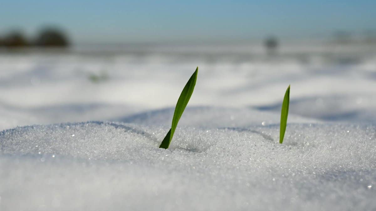 Young green sprouts breaking through snowy ground, signifying new growth in Sittard, Netherlands.