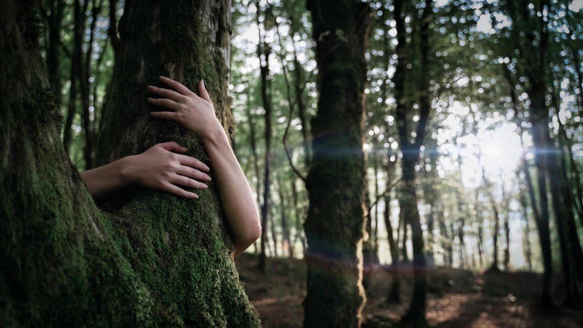 Hands embracing a moss-covered tree in a sunlit forest, reflecting nature's connection.