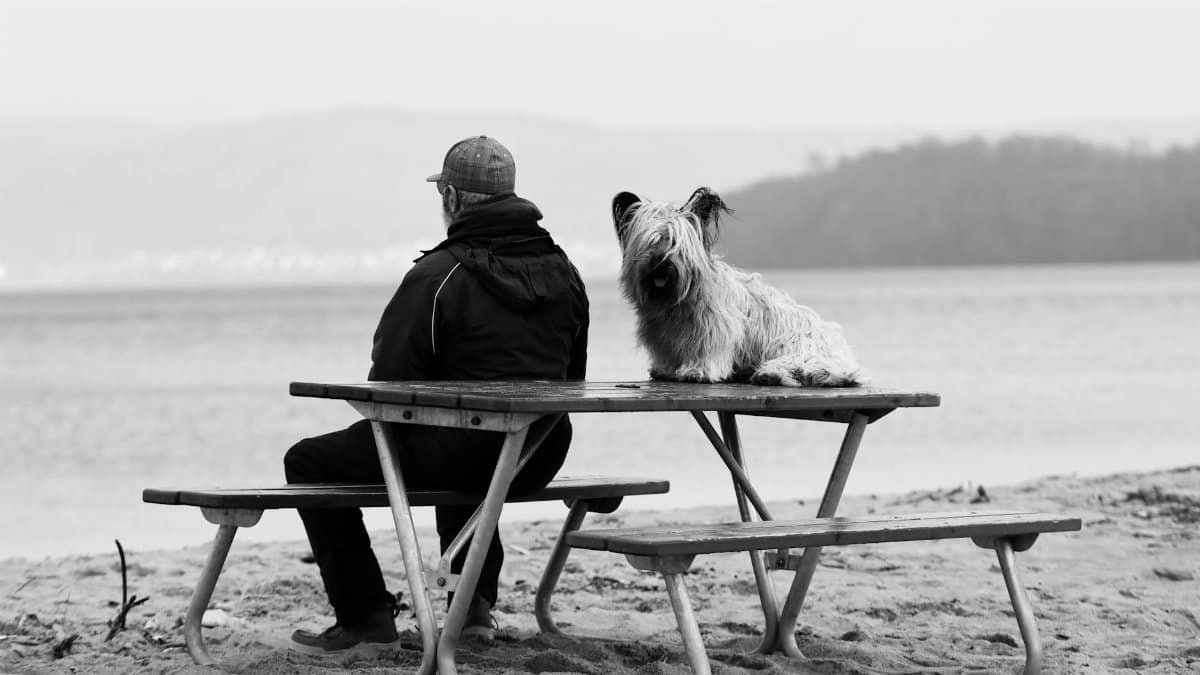 A serene moment of a man and his dog on a bench by the sea in Jönköping, Sweden.