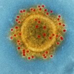 High-resolution image of coronavirus particle under electron microscope.