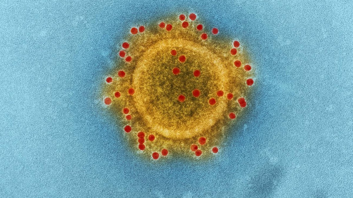 High-resolution image of coronavirus particle under electron microscope.