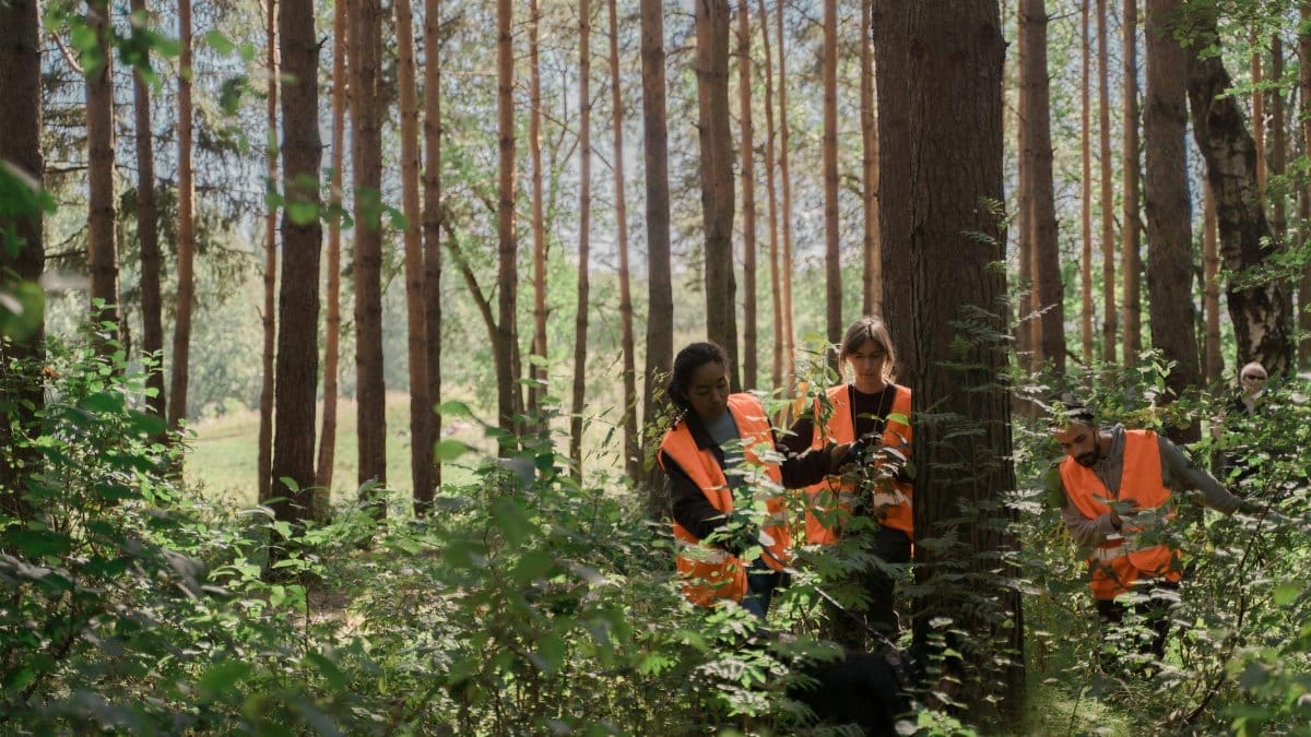 Group of volunteers in safety vests search wooded area, aiding outdoor rescue mission.