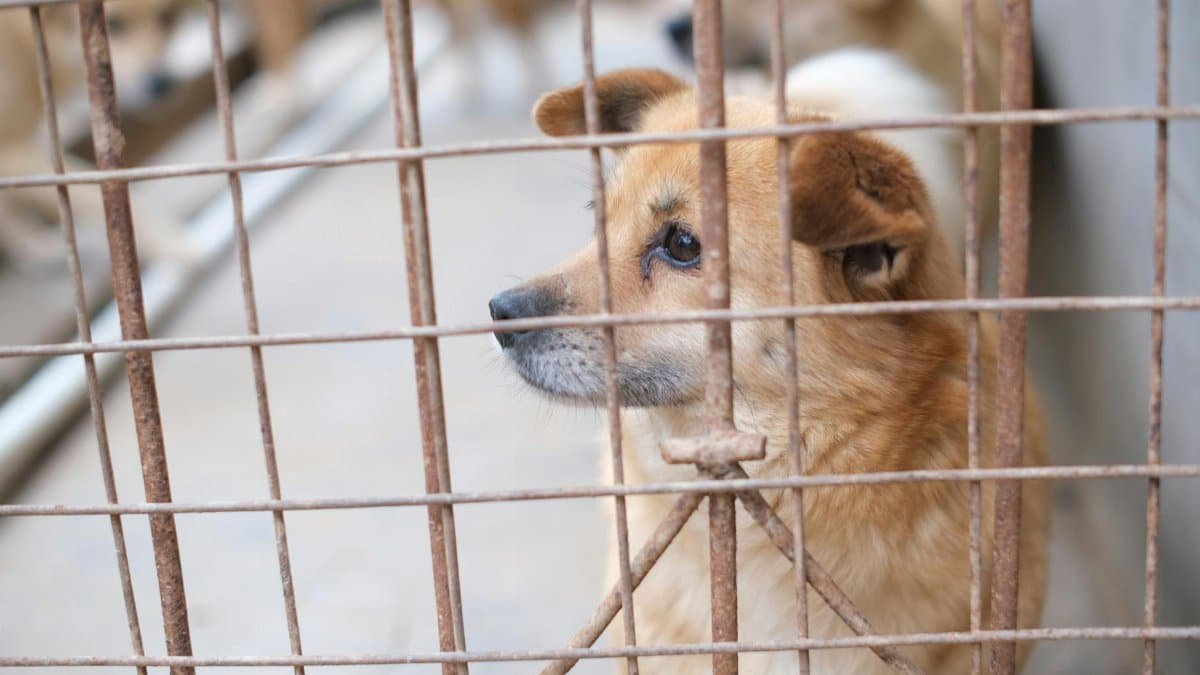 Adorable dog in a cage at an animal shelter looking pensively outside.