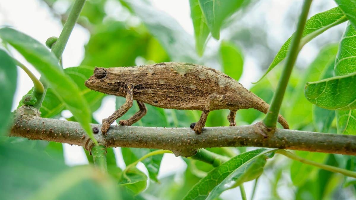 A chameleon blends into a leafy environment, showcasing natural camouflage on a branch.