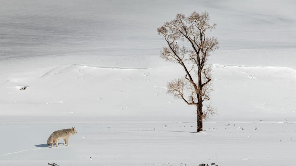 A solitary coyote in a snowy Yellowstone landscape with a lone tree, capturing winter's serene wilderness.