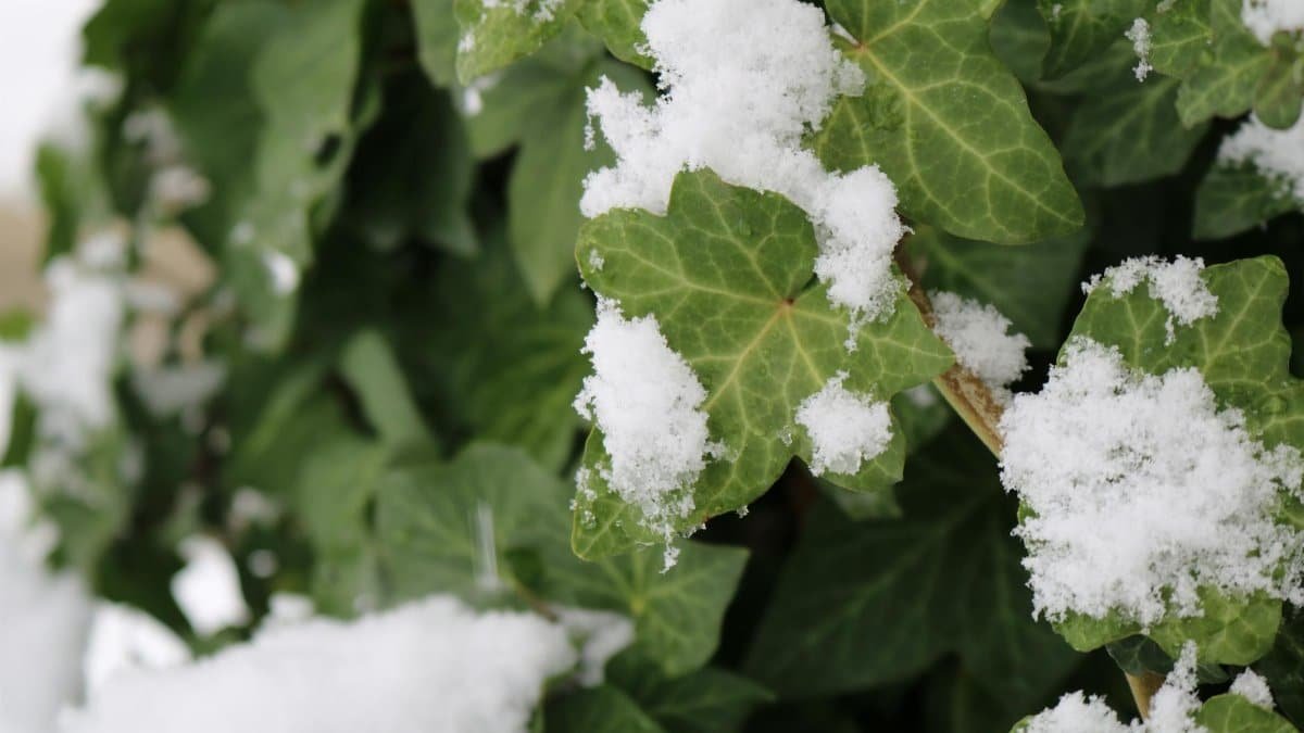 Close-up of green ivy leaves with fresh snow in a winter garden setting.