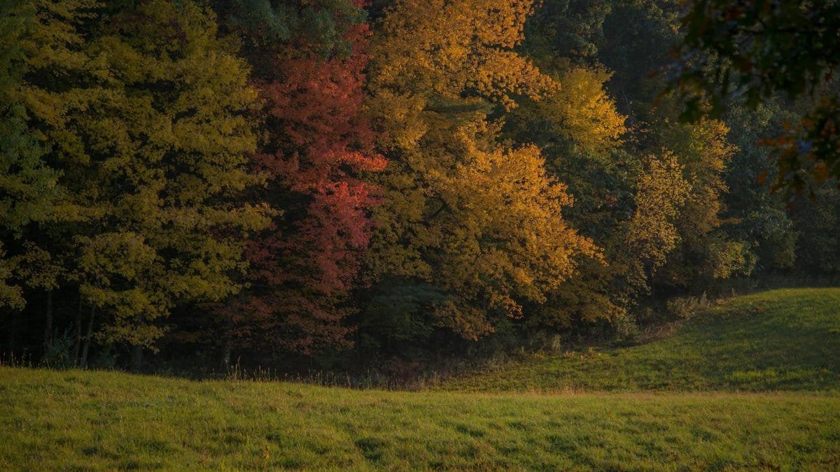 Vibrant autumn foliage with green grass in Northfield, MA, capturing nature's beauty.