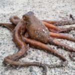 A close-up of a common octopus (Octopus vulgaris) on the sandy shoreline in Barcelona.