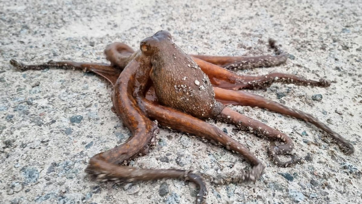 A close-up of a common octopus (Octopus vulgaris) on the sandy shoreline in Barcelona.