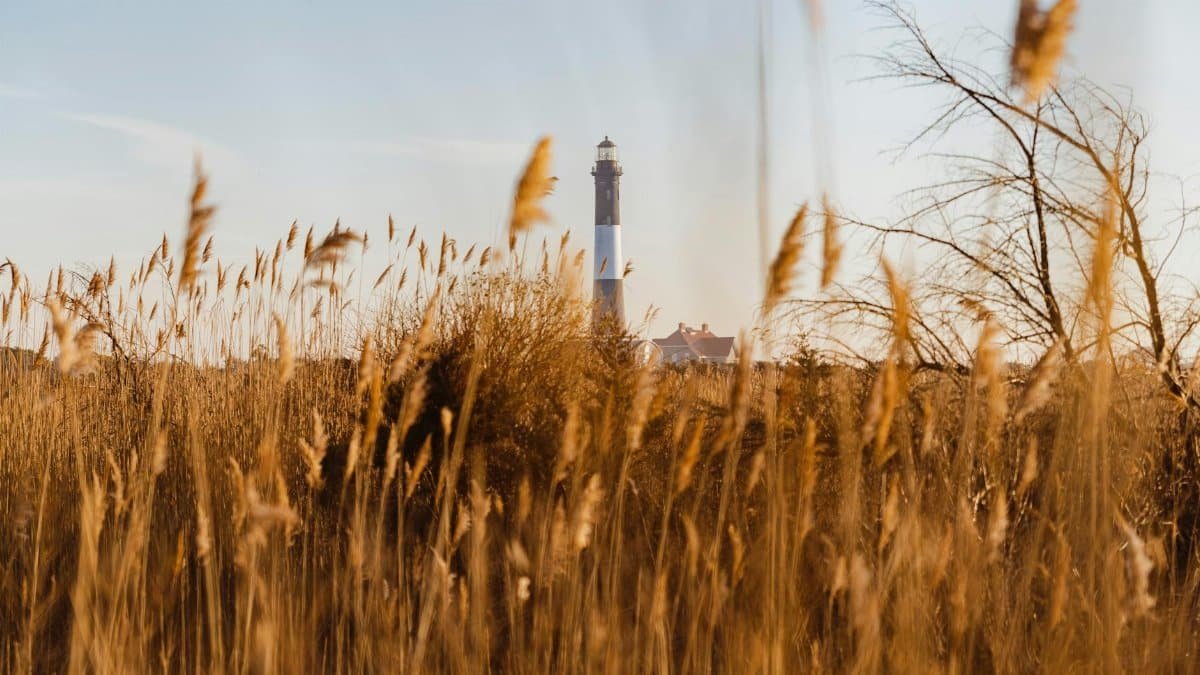 A serene view of the Fire Island Lighthouse framed by autumn grasses.