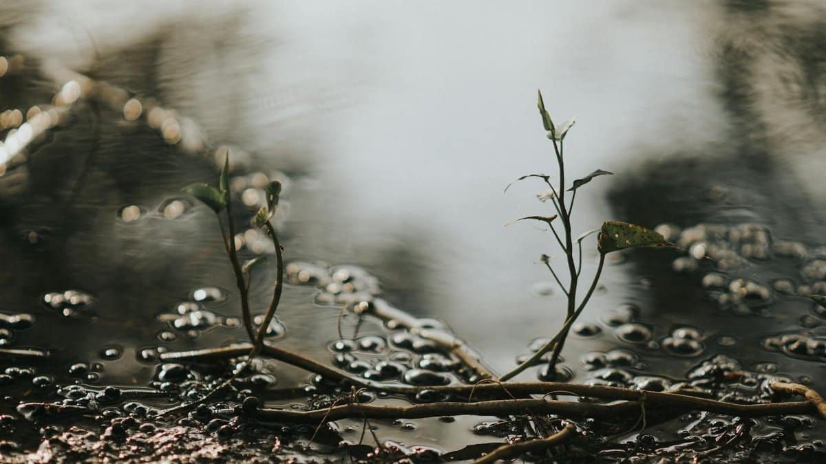 A detailed view of young plant sprouting by a muddy riverbank, showcasing nature's growth.