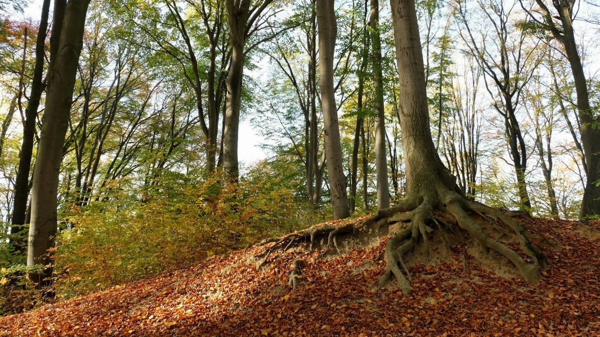 Autumn forest scene with exposed roots and fallen leaves, showcasing nature's intricate beauty.