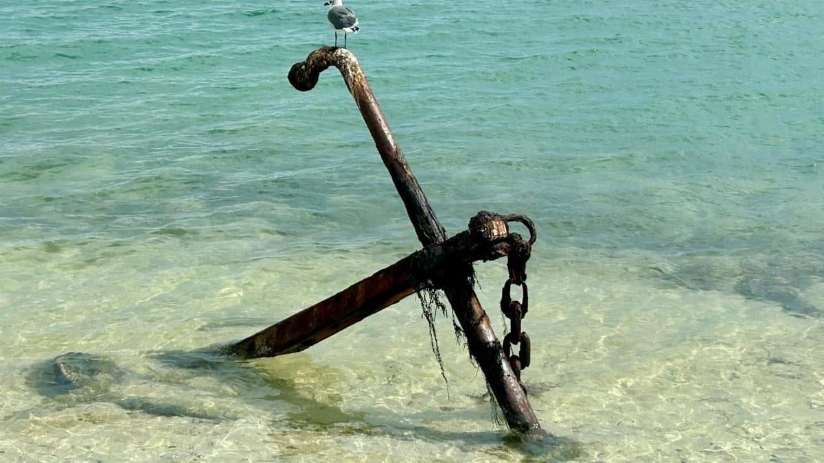 A seagull sits on an old rusty anchor in clear coastal waters. Serenity and nature.