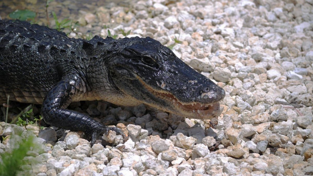 Close-up of an American alligator resting on gravel in Everglades City, Florida.