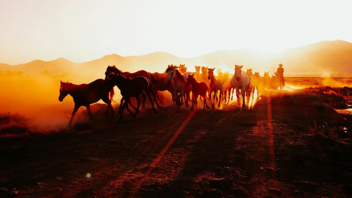 Silhouette of wild horses running at sunset in Kayseri, Türkiye, creating a dust cloud.