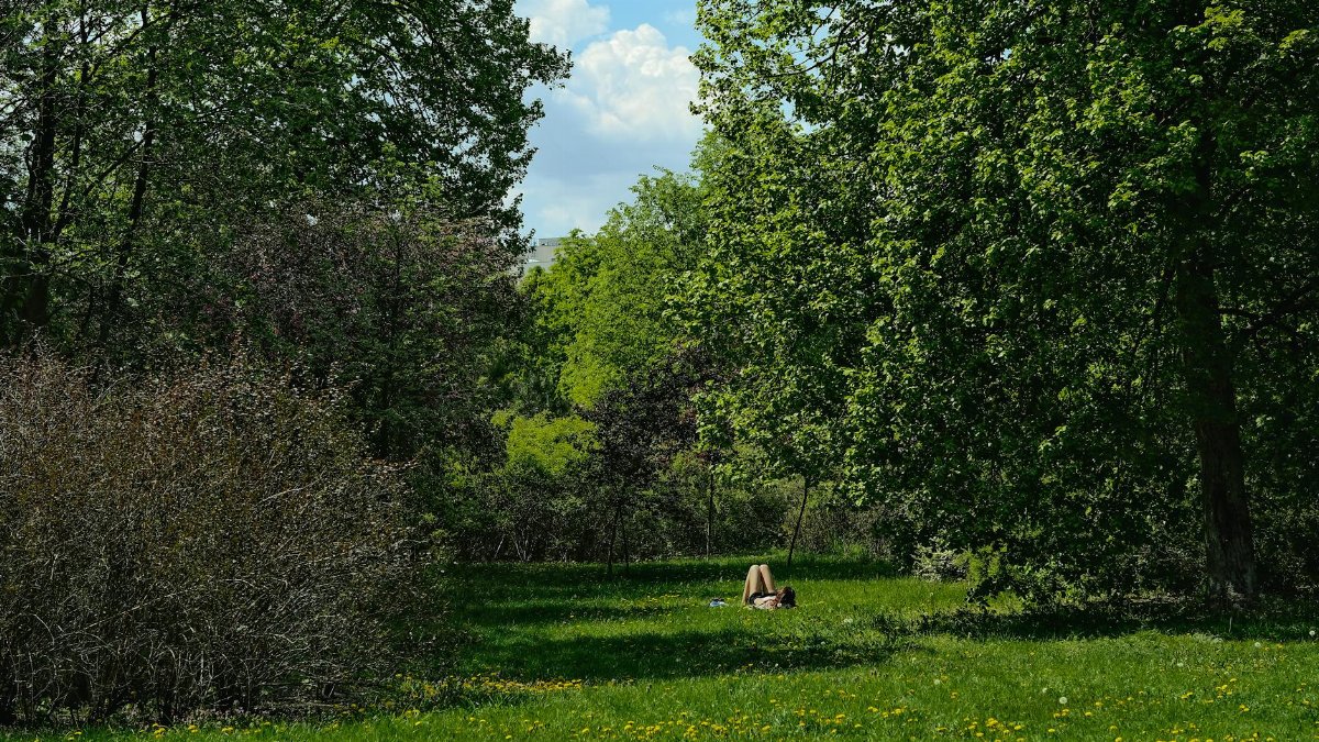 Person lying on grass in a lush green park surrounded by trees.