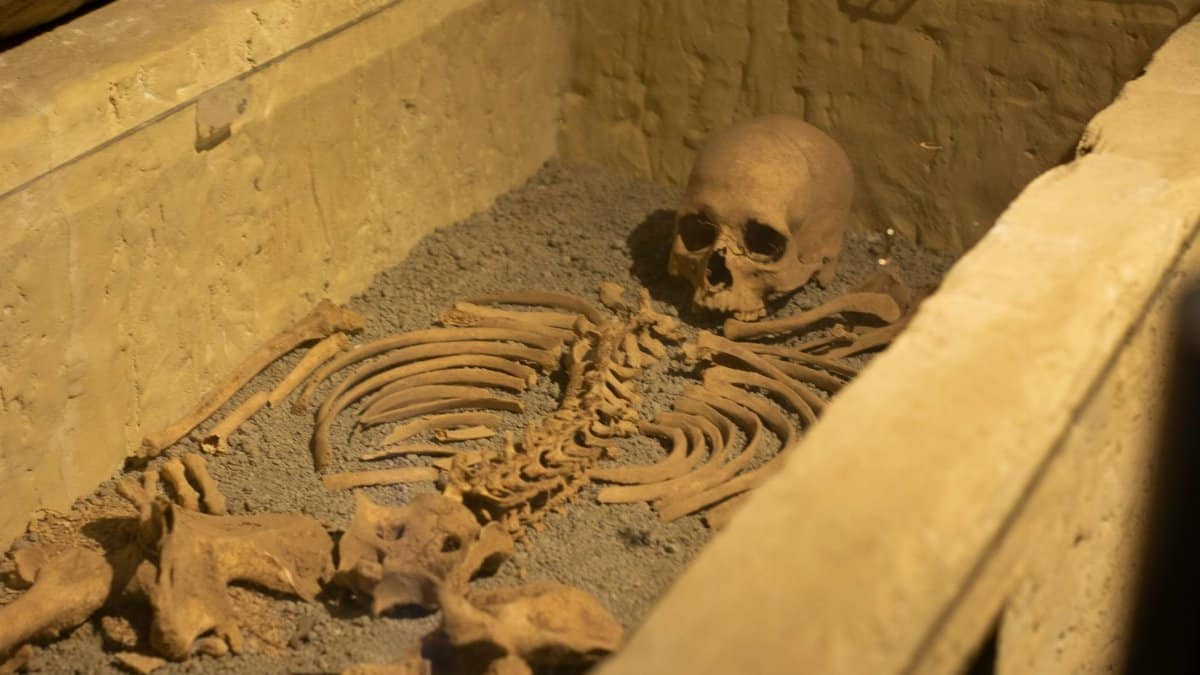A detailed view of an ancient human skeleton in a coffin, ideal for historical studies.