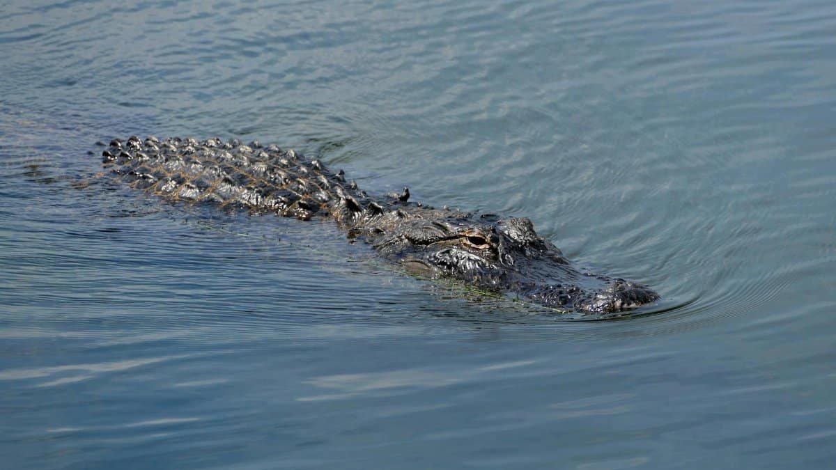 Close-up of an American alligator swimming calmly in open water, showcasing its natural habitat and features.
