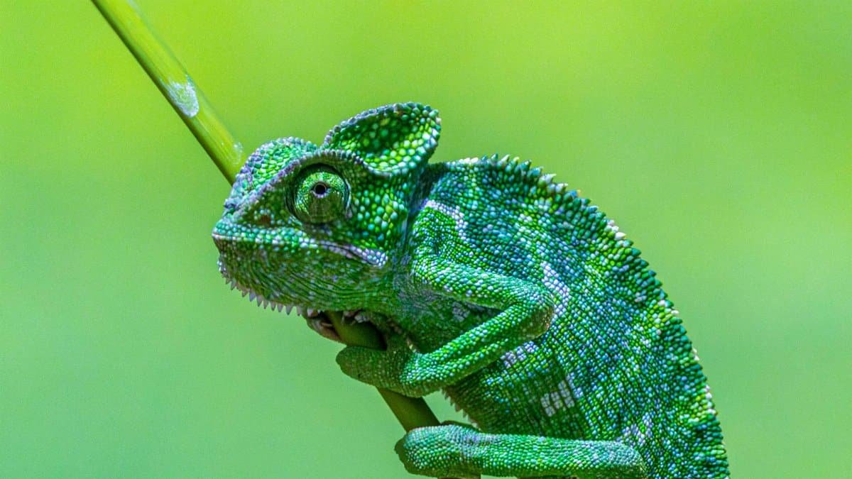 Close-up of a vibrant green chameleon perched on a branch with a blurred background.