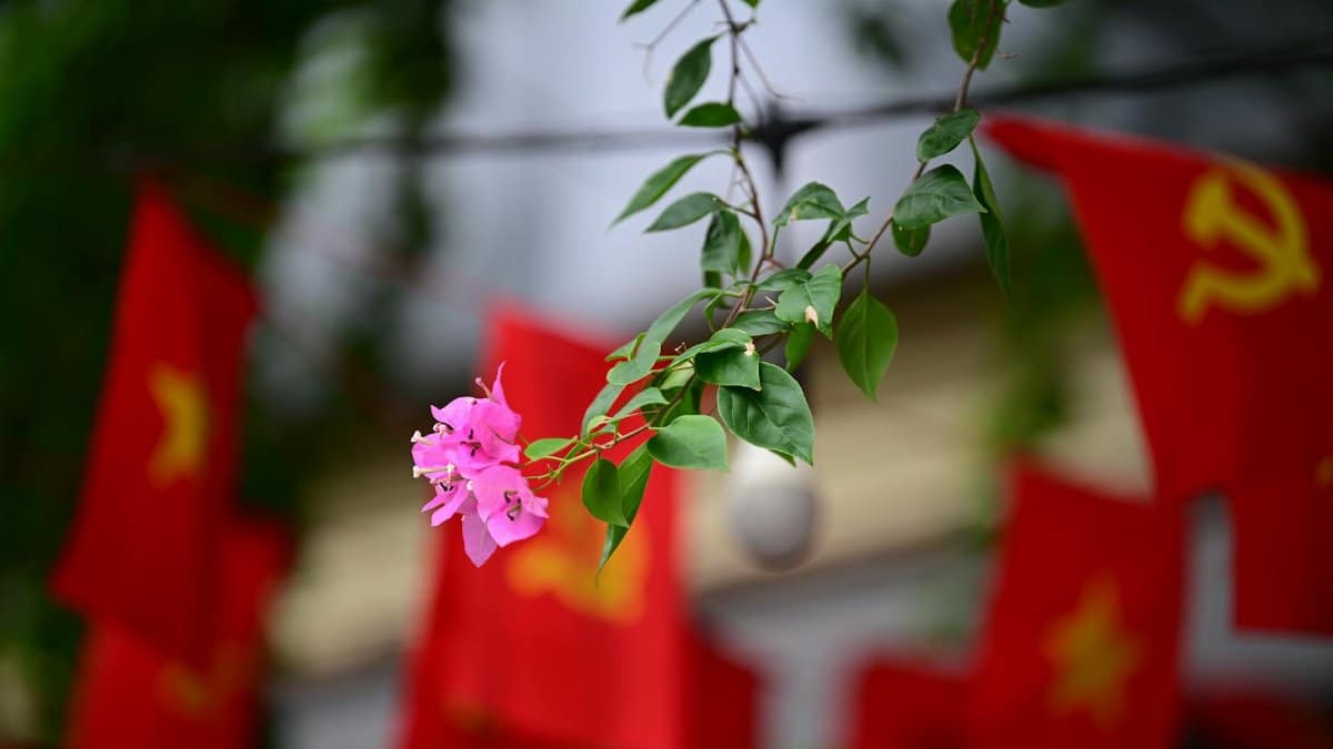 Vibrant pink bougainvillea flower with red flags in soft focus, symbolizing cultural harmony.