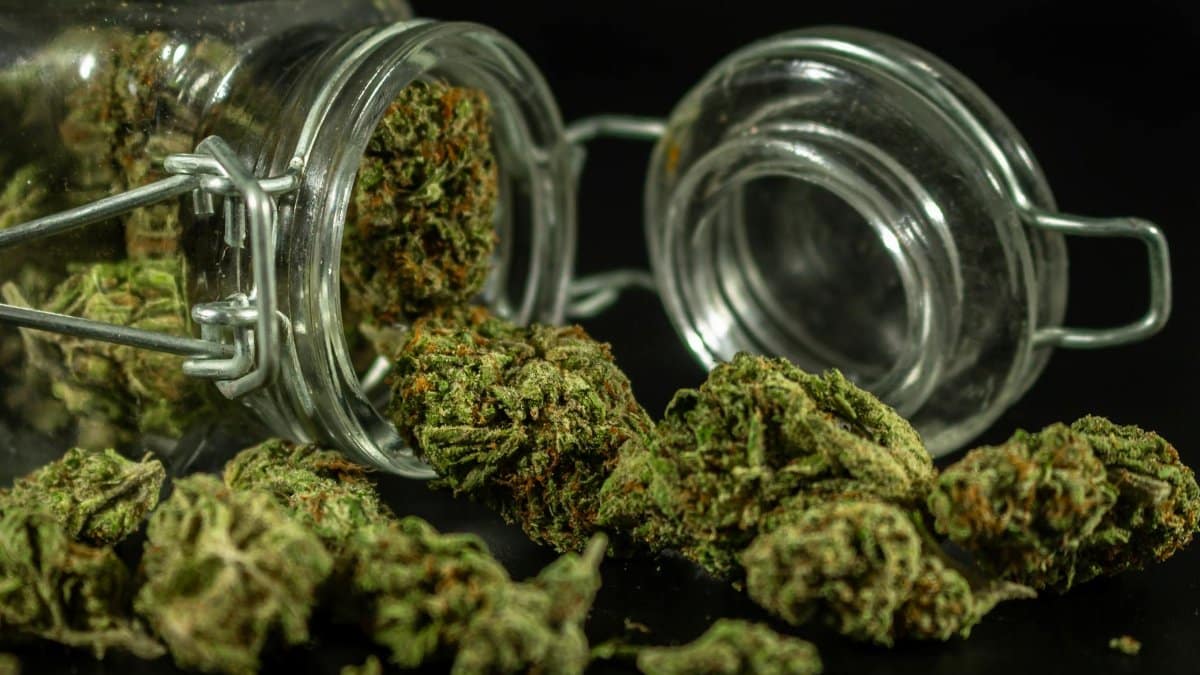 Detailed image of cannabis buds spilling out of a glass jar.