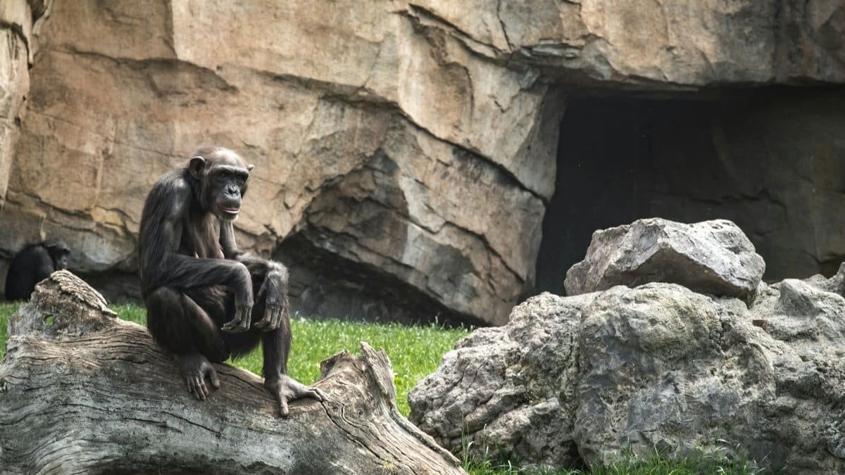 A chimpanzee sits on a log surrounded by rocks in an outdoor zoo environment.