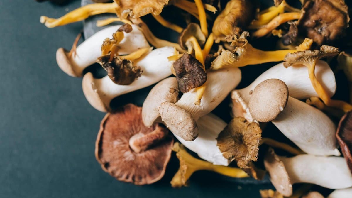 A detailed close-up of assorted dried mushrooms on a dark background, showcasing texture and variety.