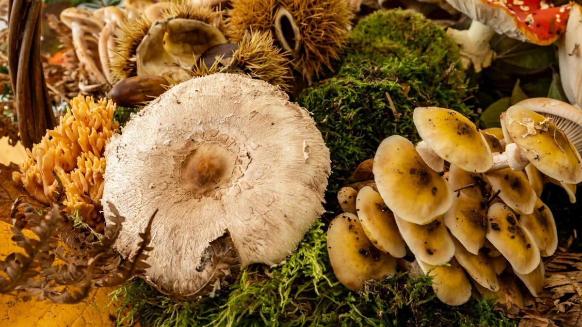A vibrant collection of mushrooms and moss, showcasing autumn's bounty in a rustic setting.