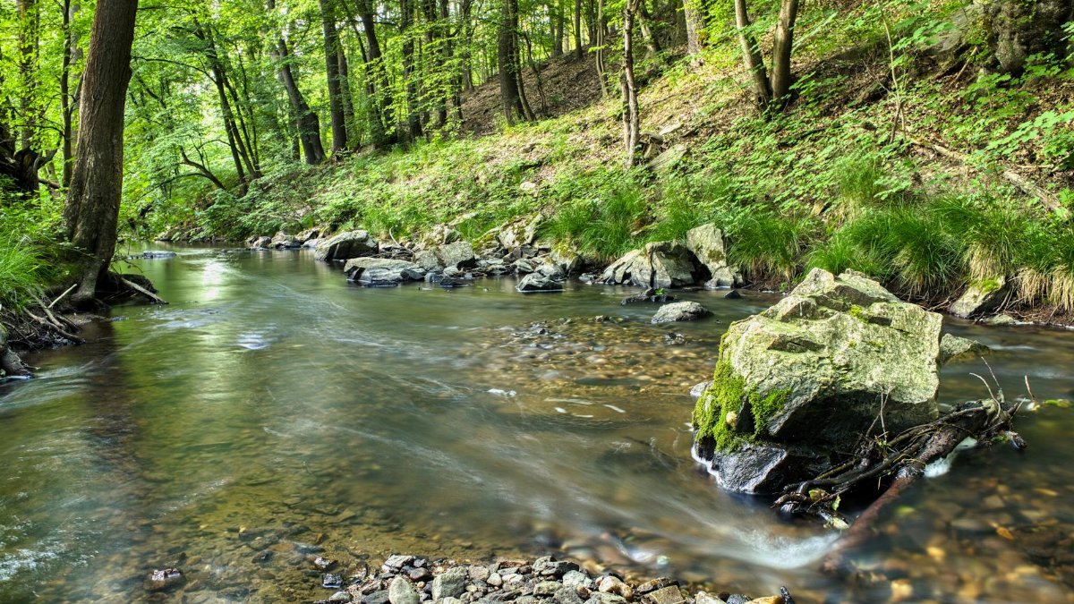 Serene forest stream in Zásmuky, Czechia, surrounded by lush greenery and rocks, perfect for nature enthusiasts.