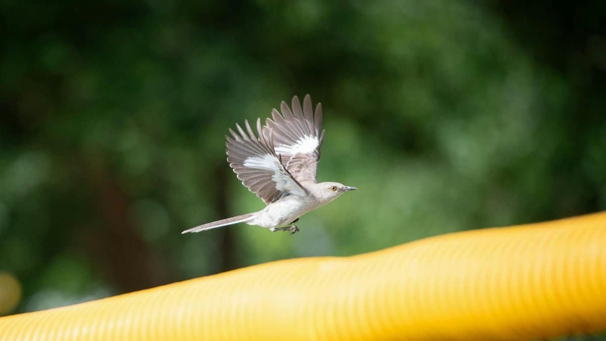 A Northern mockingbird gracefully flies over a vibrant yellow railing in a lush park setting.