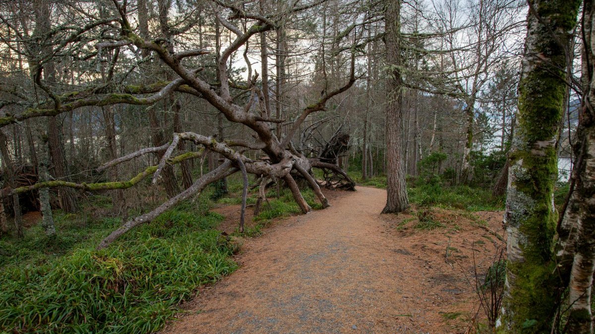 Explore a tranquil woodland path in Norway, featuring a unique fallen tree creating a natural archway.