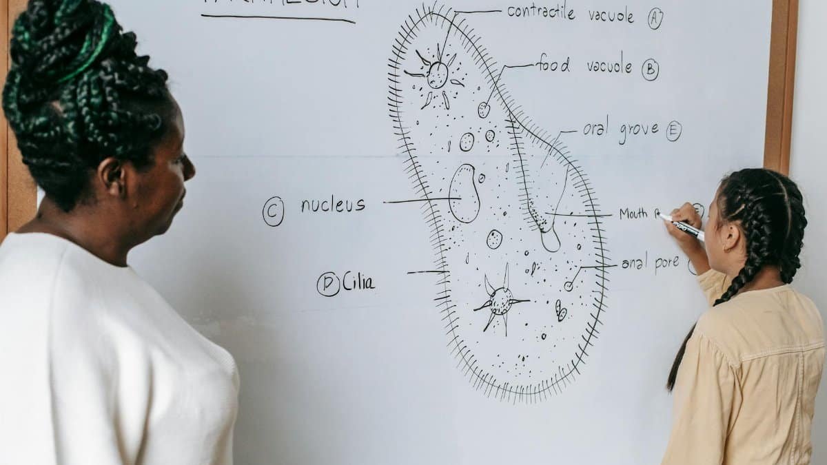 Side view of African American woman checking teen girl writing answer on whiteboard during biology lesson