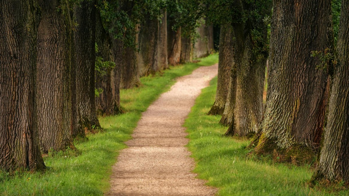 A tranquil dirt path meandering through a lush green forest lined with towering trees.