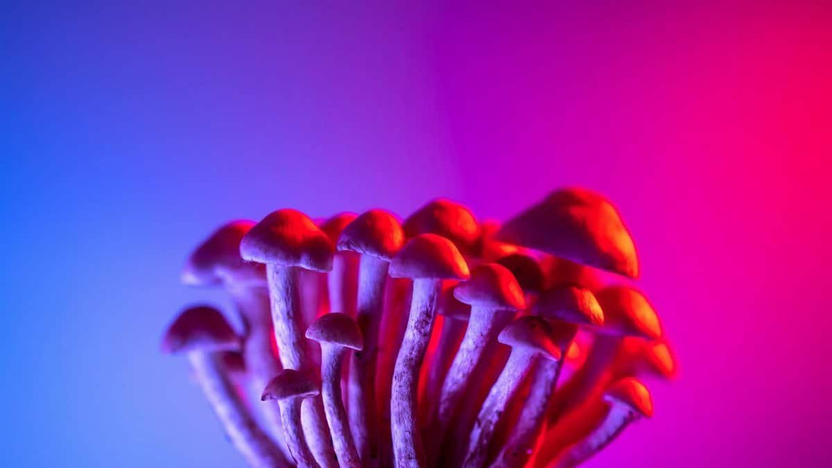 A striking image of mushrooms illuminated by vibrant pink and blue lighting, creating an ethereal atmosphere.