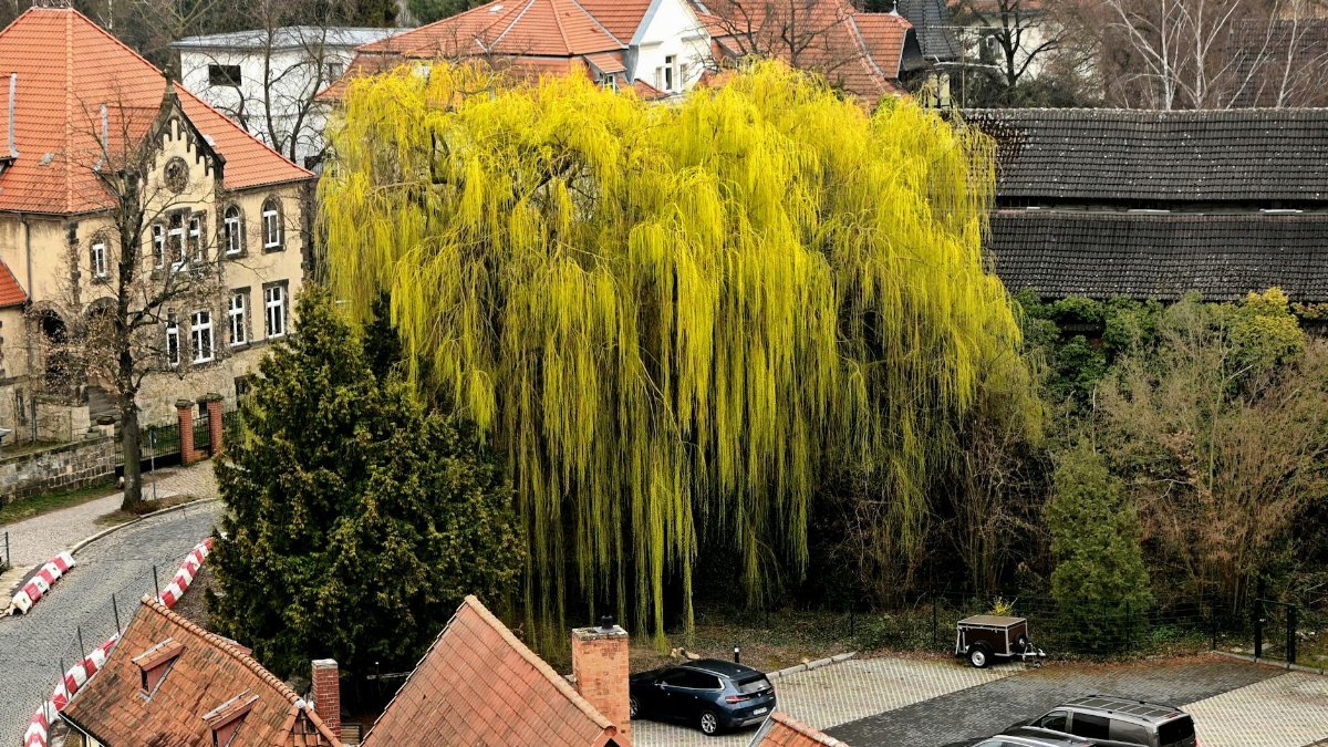 A picturesque village scene with a prominent weeping willow tree surrounded by historic buildings.