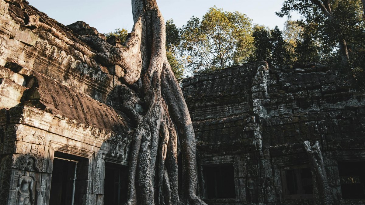 Majestic tree roots engulf ancient temple ruins in Angkor Wat, Cambodia.