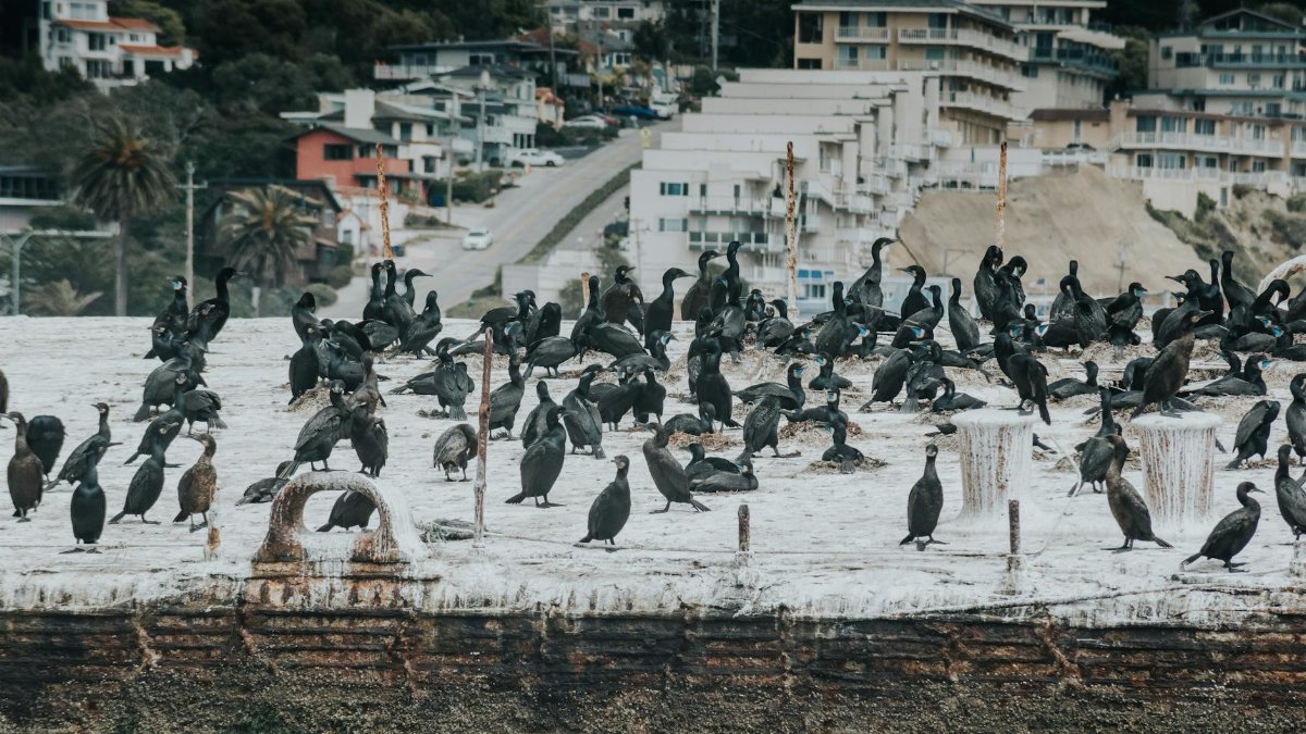 A large flock of cormorants gathered on a coastal structure with residential buildings in the background.