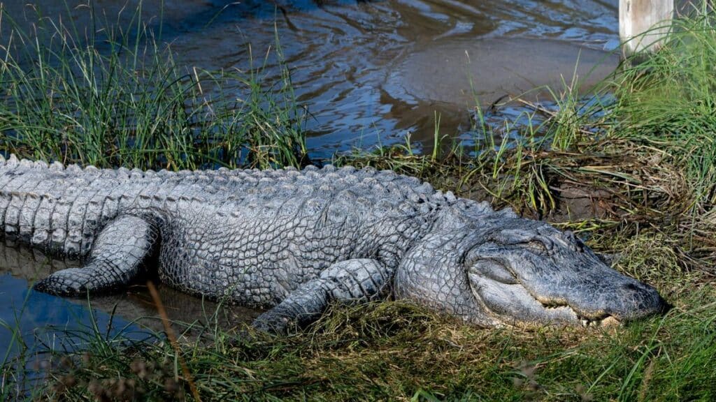Close-up of an American alligator resting by the water on South Padre Island, Texas.