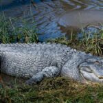 Close-up of an American alligator resting by the water on South Padre Island, Texas.