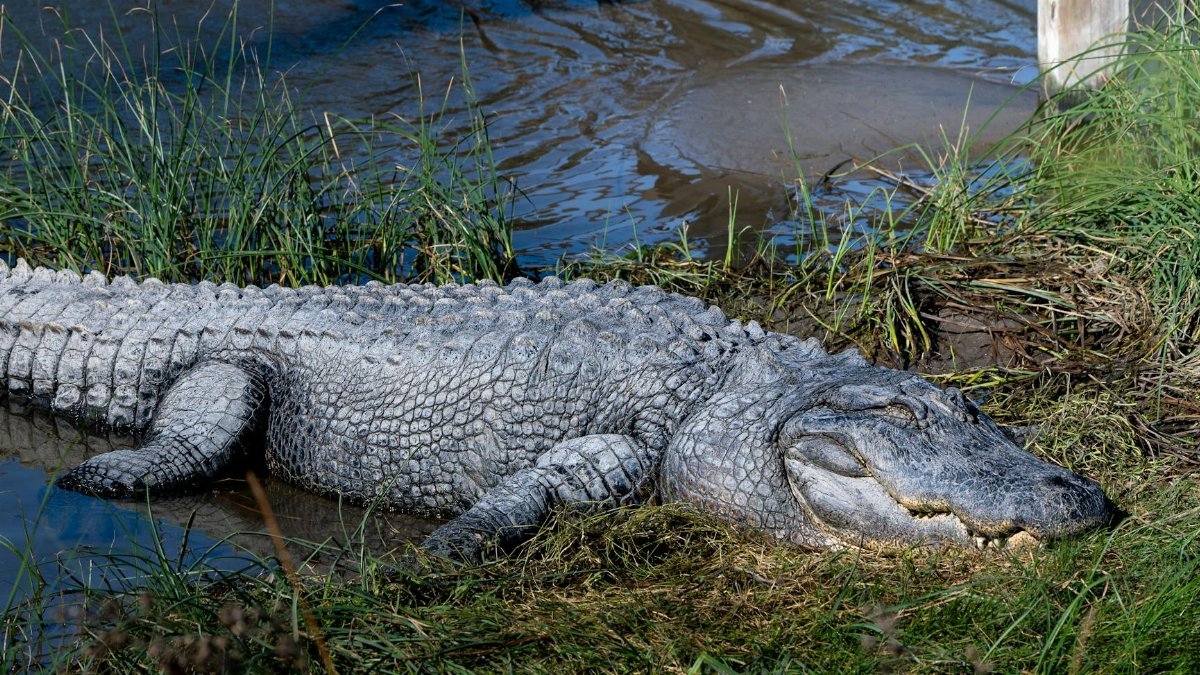 Close-up of an American alligator resting by the water on South Padre Island, Texas.