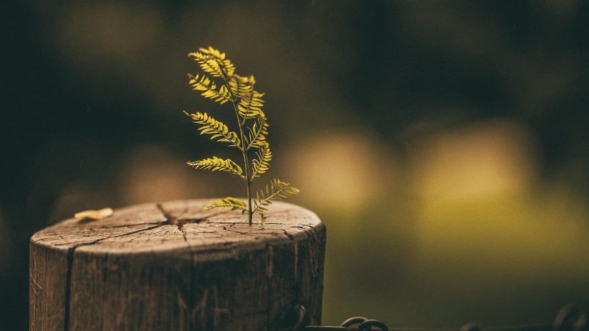 A small fern plant emerging from a tree stump symbolizes nature's resilience and growth.