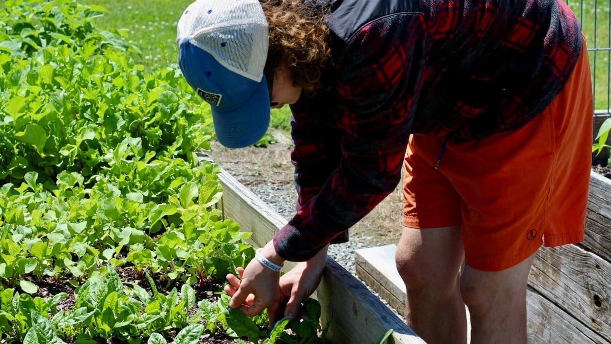 Individual tending a thriving garden with green vegetables in a sunny setting.