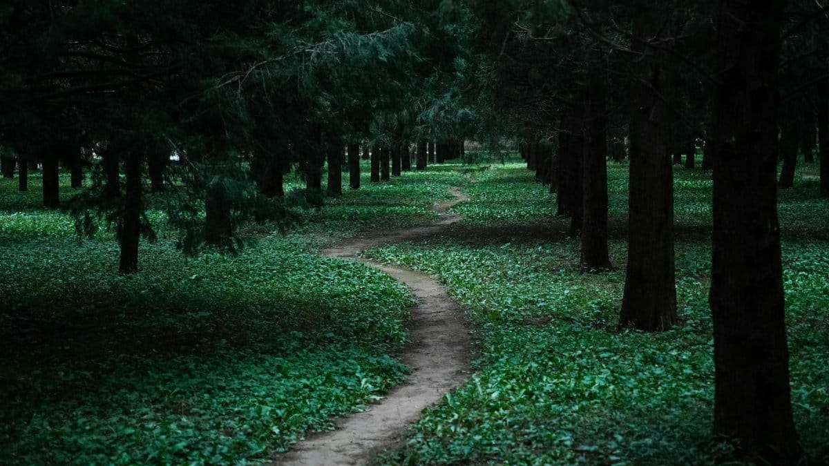 Tranquil forest scene with a winding path through lush green woods, inviting exploration.