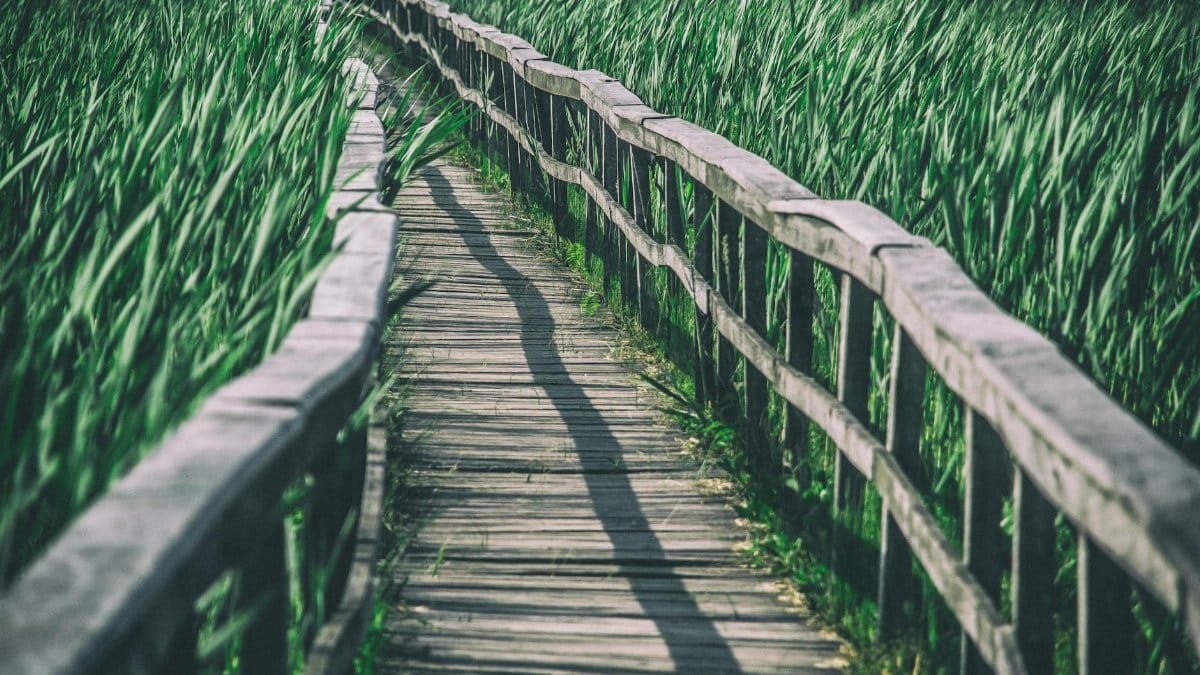 Wooden bridge path winding through lush green reeds, evoking tranquility and nature.