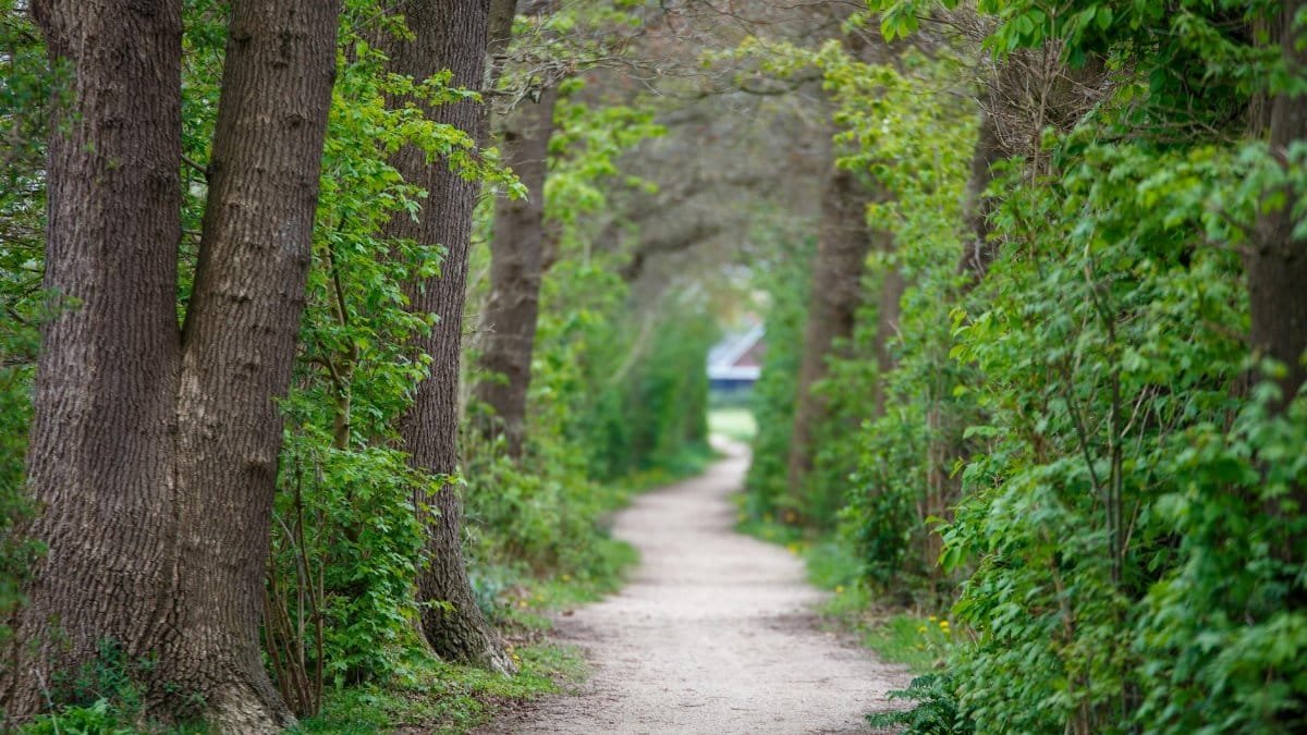 A tranquil path through lush greenery and tall trees in Gelderland, perfect for a peaceful nature walk.