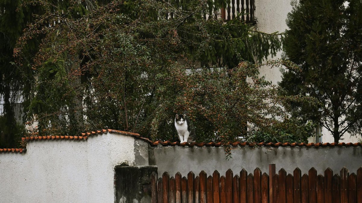A cat sits on a wall surrounded by greenery and a quaint fence, creating a peaceful urban scene.