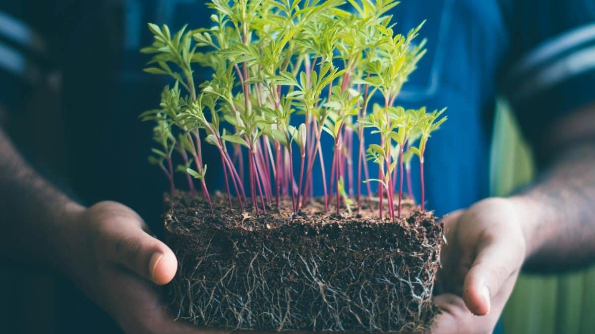 Close-up of hands holding green seedlings with visible soil and roots, capturing growth concept.