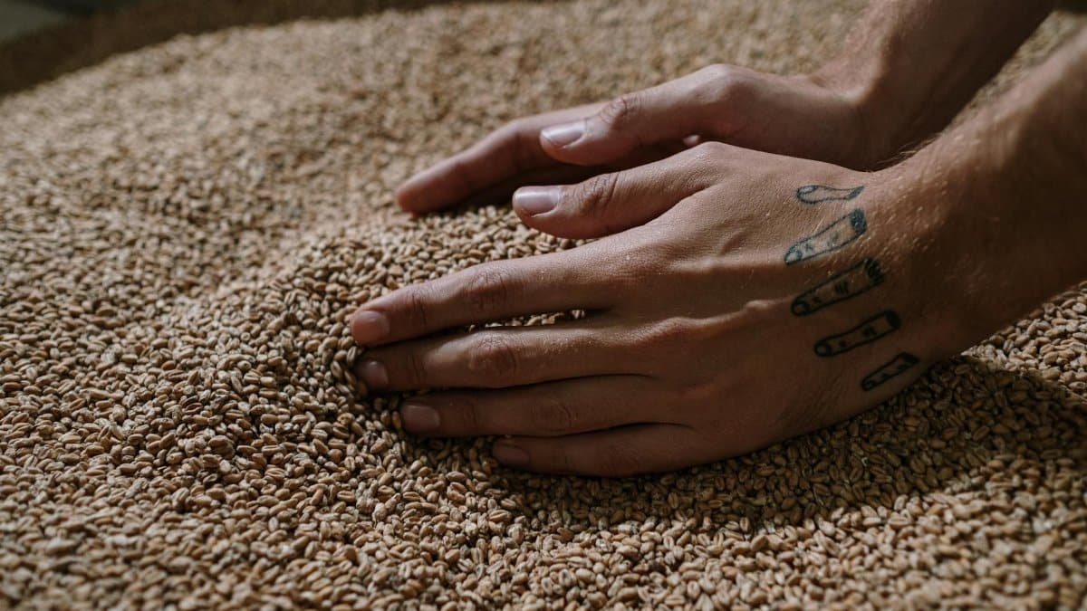 Close-up view of tattooed hands handling barley grains, highlighting craft brewing process.