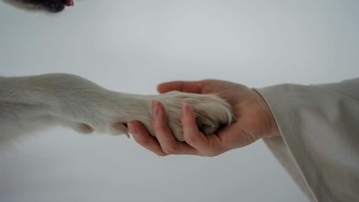 A close-up of a human hand gently holding a dog's paw, symbolizing trust and companionship.